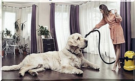 Clean house - despite having pets!