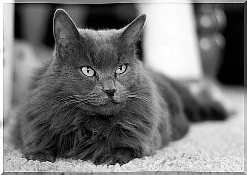 The noble Nebelung cat