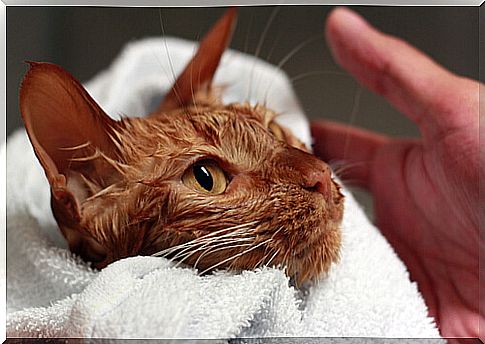 Not all kitties like to bathe