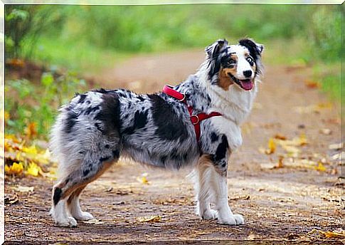 Collar or harness while walking?