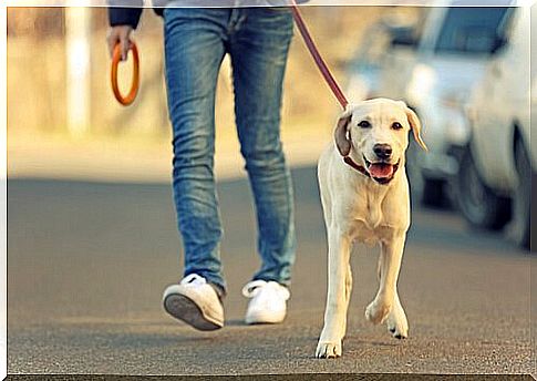 This dog is wearing a collar