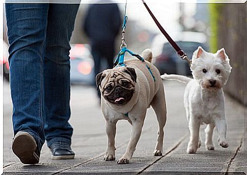 Collar and harness