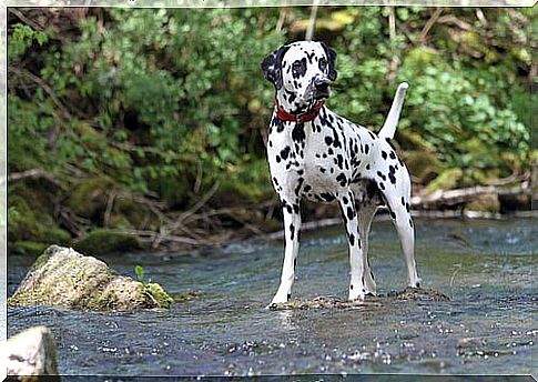 Dalmatians: one of the most famous and popular breeds of dogs