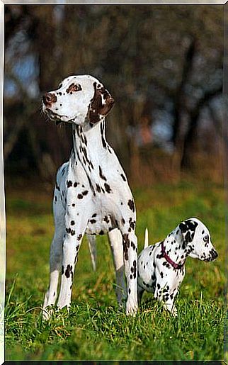 Dalmatian mother and puppy