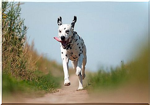 Dalmatians like to run