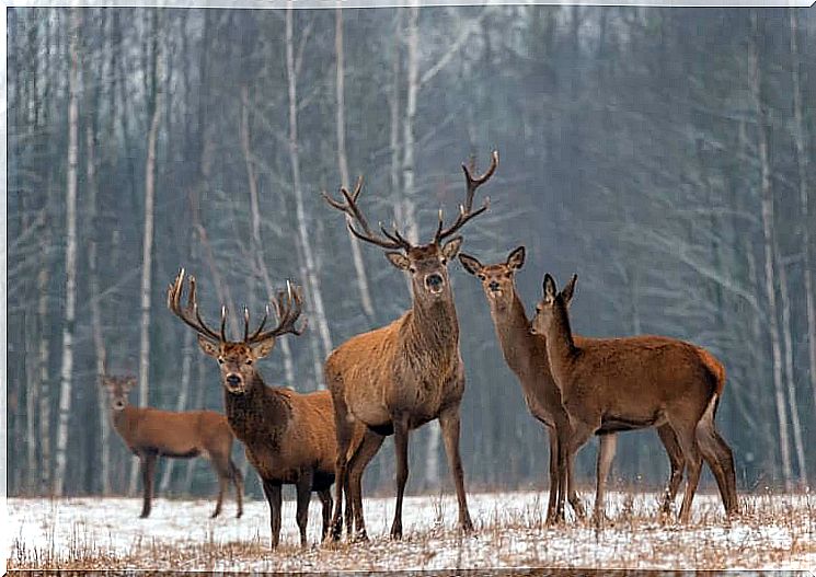 Deer pack in the snow