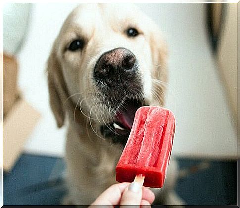 Delicious recipes for dog ice cream