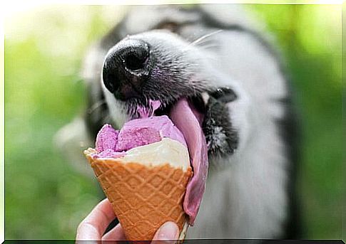 Make dog ice cream yourself