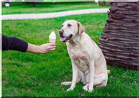 Dog ice cream refreshes