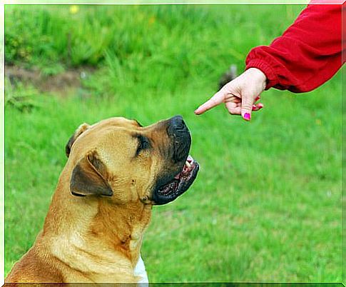 Deafness in dogs 