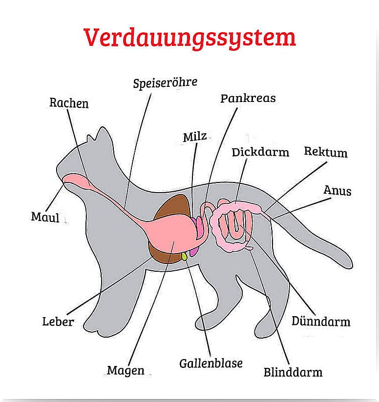 Diarrhea in cats - digestive system