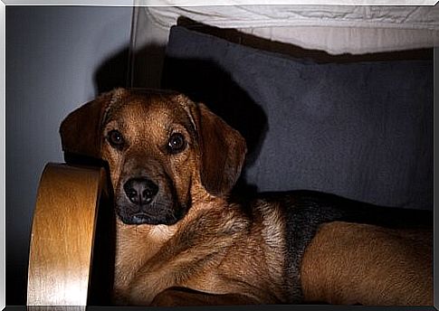 Dogs watch TV too - dog on sofa