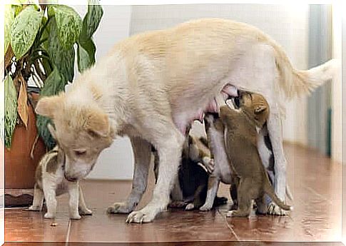 Mother is suckling her litter of puppies