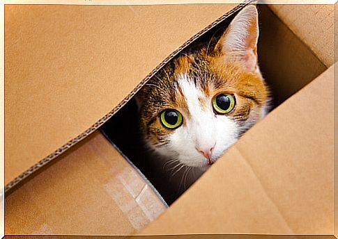 Discover why cats love boxes