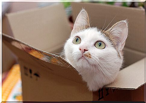 Cat looks curiously out of the box