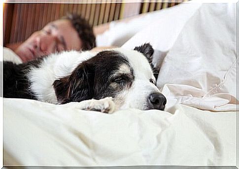 Dogs and owners similarly overslept