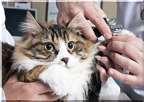 Does trimming cat's claws make sense?