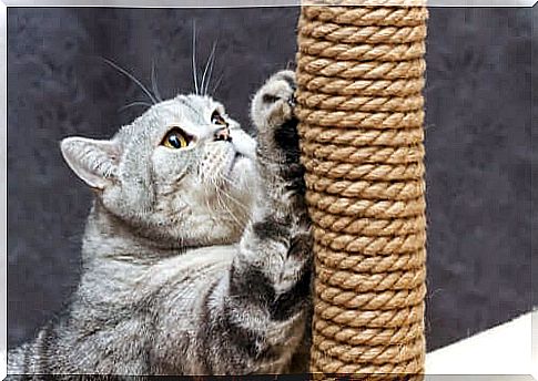 Cat at her beloved scratching post