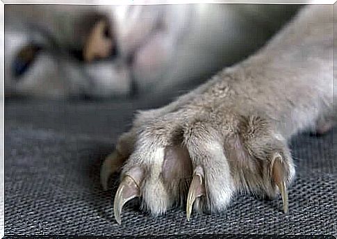 The extended claws of a cat