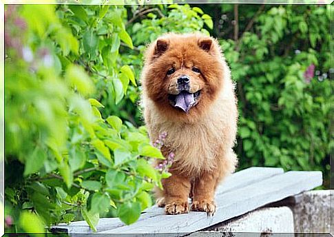 Blue Tongue Dog Breeds: Chow Chow and Shar Pei