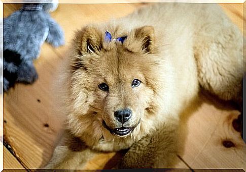 Chow chows usually have blue tongues