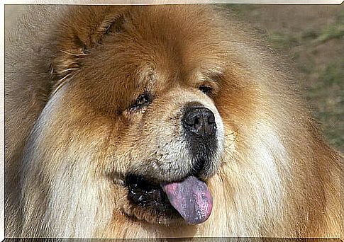 A blue-spotted tongue on the Chow Chow