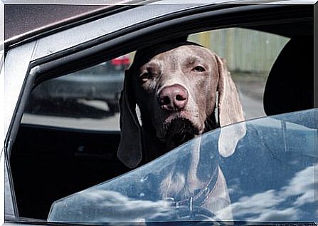 Dog in taxi