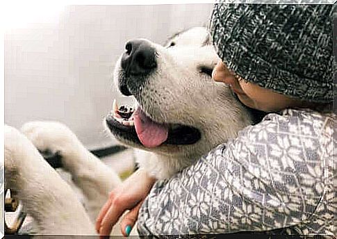 Dog kisses - woman cuddles dog