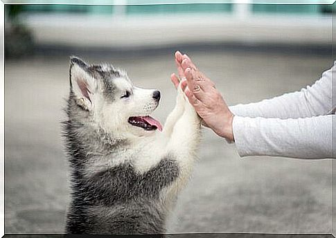 Dog and human get along well