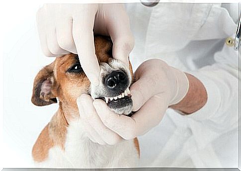 Dog toys for dental care