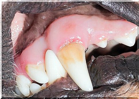 Dental plaque in dogs