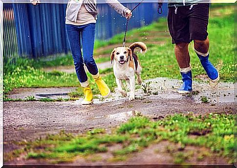 Dog walk in the rain