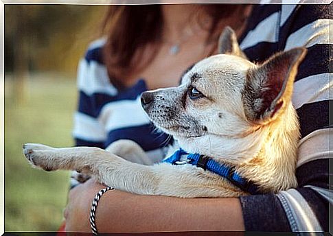 Woman with asthma has chihuahua