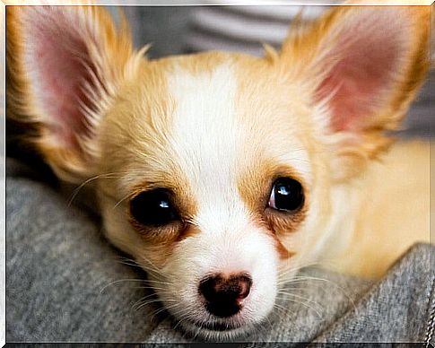 A Chihuahua can live very well in a small apartment.