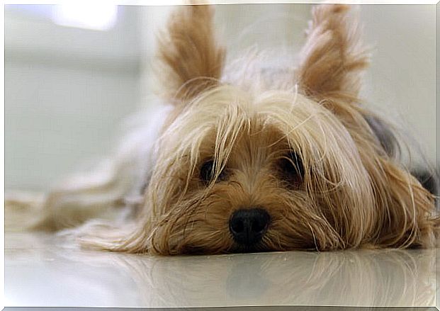 The Yorkshire Terrier can also be kept in an apartment without any problems.