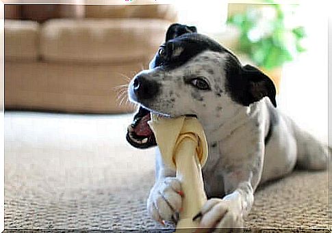 Dog with chew bone