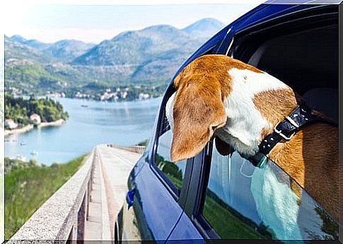 Easter: 5 vacation destinations for you and your dog