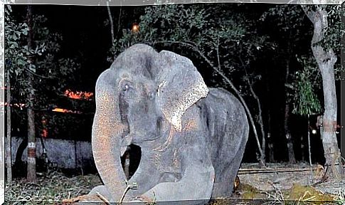 Animal cruelty to an elephant