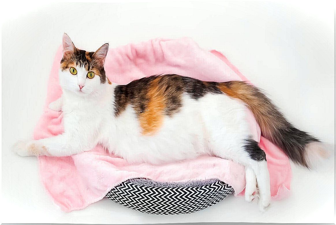 Postpartum Emergencies - Cat in the Cat Bed