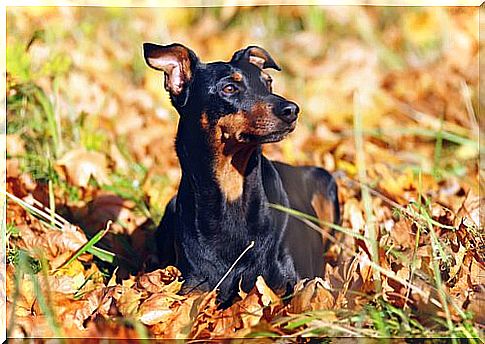 Everything about the pinscher and his relatives