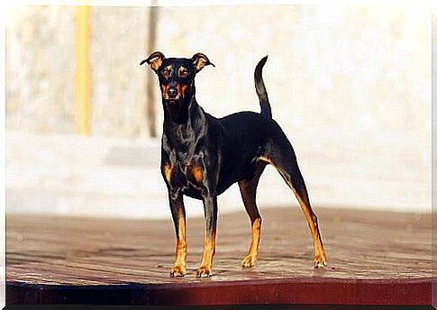 Everything about the pinscher, both watchdog and loyal companion