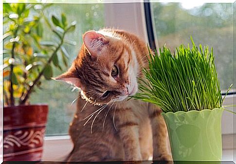 Cat nibbles on houseplant