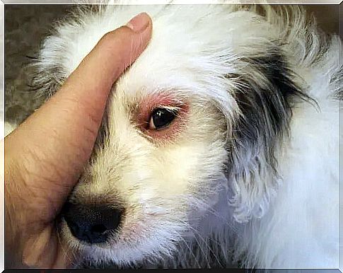 Eye infection in dogs: types and treatment