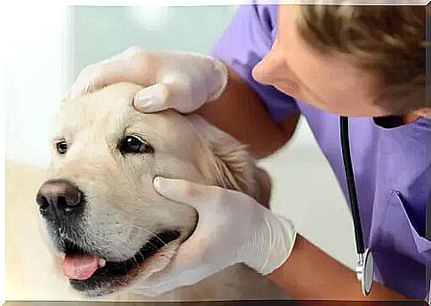 Investigate eye infection in dogs