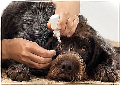 Eye infections in dogs: causes and effects