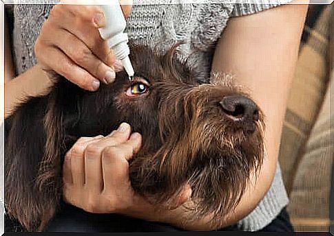 Treating eye infections in dogs