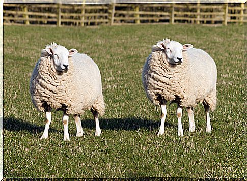 Famous animals - Dolly, the sheep