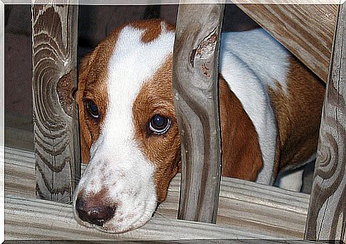 Fear behavior in dogs