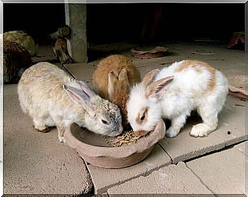 Feeding a rabbit: when and how much?