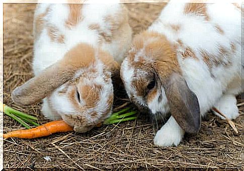 Rabbits enjoy carrot